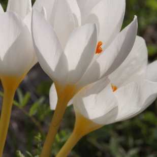 Crocus niveus